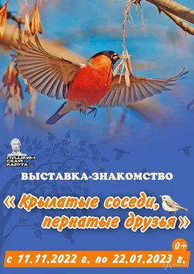 Птицей 2021 года объявлен кобчик » ГТРК Вятка - новости Кирова и Кировской  области