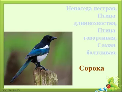 Грача вызывали: этой весной птицы прилетят раньше | Статьи | Известия