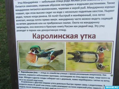 Белгородские птицы - картинки и фото poknok.art