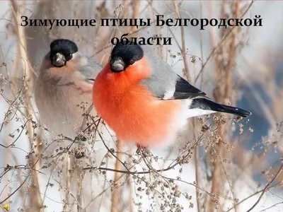 Calaméo - Зимующие птицы Белгородской области