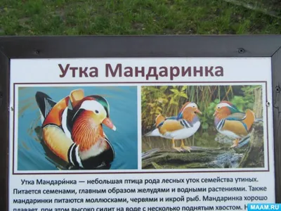 Птицы Белгородской области - презентация, доклад, проект