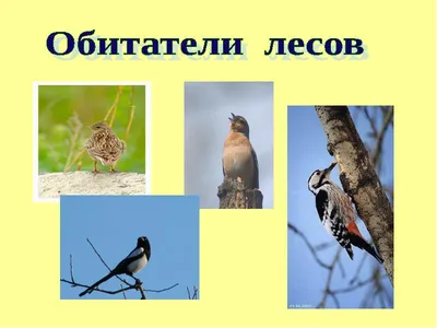 Белгородские птицы (40 фото) - красивые фото и картинки pofoto.club