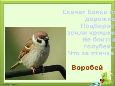 Синяя птица, Белгородская Региональная общественная организация | Belgorod