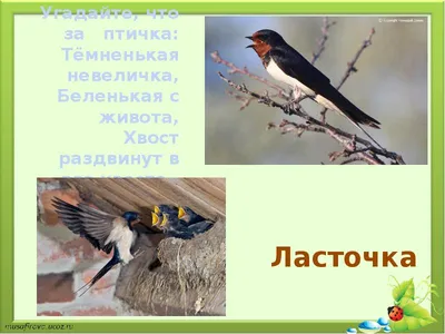 Это уловка». Грипп птиц не повлиял на подорожание куриных яиц в Белгородской  области | Go31 | Новости Белгорода | Дзен