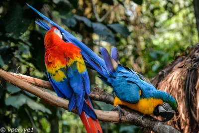 Попугаи из парка птиц. Бразилия
