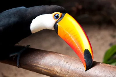 Самая громкая птица в мире найдена в Бразилии | TV BRICS | Дзен