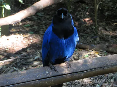 Птица от Бразилии стоковое изображение. изображение насчитывающей  биографической - 113013249