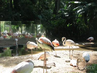 INFO-CAM | Галерея : Попугай. Парк птиц. Игуасу. Бразилия. Bird Park.  Iguasu. Brasil. 5