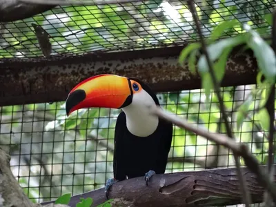 Парк птиц в Бразилии. Потрясающе красивая белая цапля и ярко оранжевые птицы.  Они приобретают такой необычный цвет, потому что едят много… | Instagram