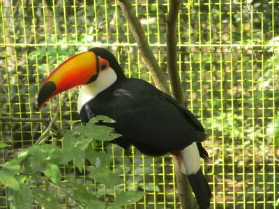 Парк птиц в Бразилии (22 ФОТО) — Путешествия Пряникова