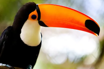 Dave Primov - Bird park Iguazu, Brazil - Парк птиц Игуасу, Бразилия.  #brazil #iguazu #bird #birdphotography #park #parrots #kiss #southamerica  #travel #travelblogger #travelphotography #бразилия #попугай #игуасу #птицы  #поцелуй #путешествие #тревел ...