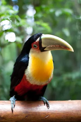 В Бразилии нашли гнездо одной из редчайших птиц мира. Птиц там было девять  — в мире осталось около 30