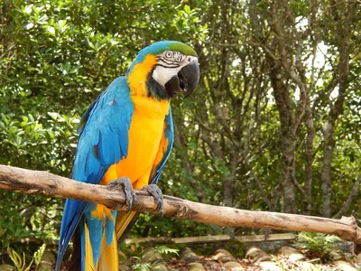 Бесплатные Птица Тукан Бразилии! 2 стоковые фотографии | FreeImages