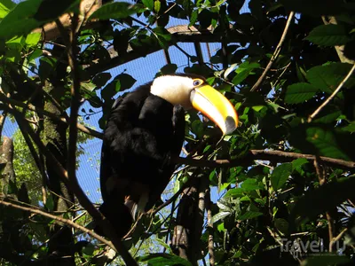 Птица Toco Toucan в Boca De валерии, Бразилии Стоковое Фото - изображение  насчитывающей валери, амбивалентности: 101156596