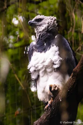 Гарпия. Птички Бразилии | Пикабу