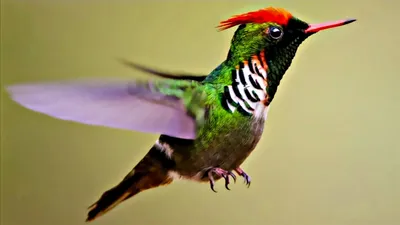 Приключения в Парке Птиц в Бразилии | PRO туризм | Дзен