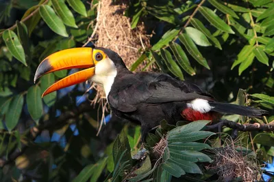 Птица Toco Toucan в Boca De валерии, Бразилии Стоковое Изображение -  изображение насчитывающей экватор, оперение: 131348495