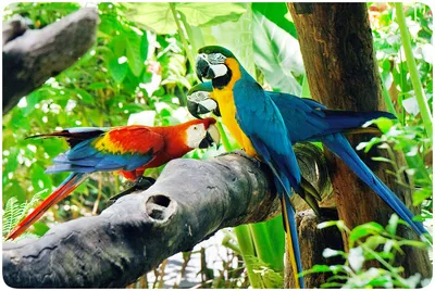 Кардинал Птицы Бразилии — стоковые фотографии и другие картинки Бразилия -  Бразилия, В полный рост, Ветвь - часть растения - iStock