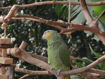 Какую самую редкую птицу нашли в Бразилии: уникальное видео - Pets