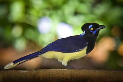 Парк птиц в Бразилии – информация и фото | Parque das Aves - Paikea.Ru