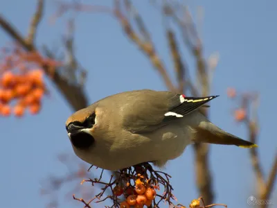 Фотография Свиристель - зимующая птица Бурятии №291327 - «Природа родного  края!» (21.02.2022 - 09:53)