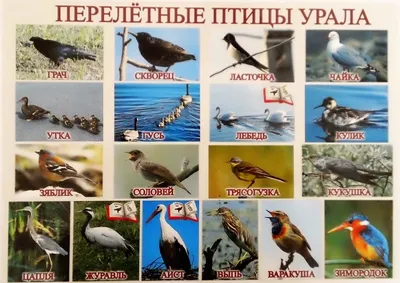 Птицы бурятии - 70 фото