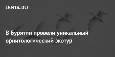 В Бурятии хотят уничтожить несколько тысяч краснокнижных бакланов ⋆ НИА  \"Экология\" ⋆