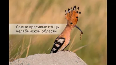 За лето челябинские орнитологи спасли 17 стрижей | Pchela.news - Новости в  Челябинске