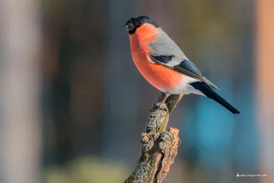 В Челябинской области заметили крохотных перелетных птиц в красных  \"шапочках\"