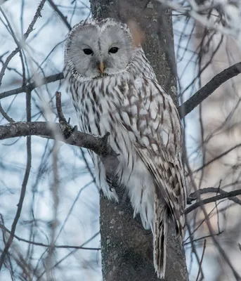 Фото животных: Свиристель в Челябинске. Вадим. - ANIMAL PHOTO