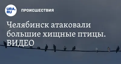 Соколообразные · ПТИЦЫ · Животные · Муниципальное Бюджетное Учреждение  Культуры «Зоопарк» - официальный сайт