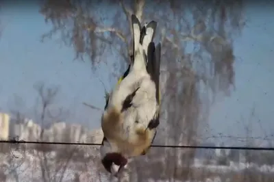 Челябинск атаковали большие хищные птицы — видео