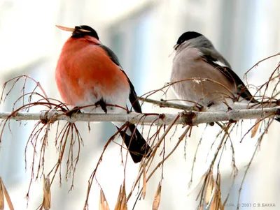 Главные помощники Как птицы влияют на ваш будущий урожай? | Челябинский  Обзор