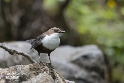 В Челябинской области заметили милых птиц, которые едят аллергенные растения