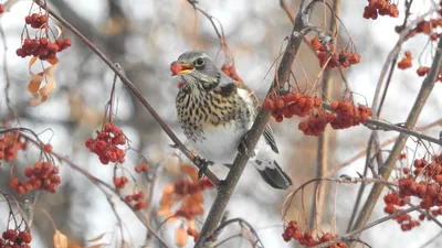 Птицы Челябинской области: фото и описание. Хищные, певчие, лесные, оседлые