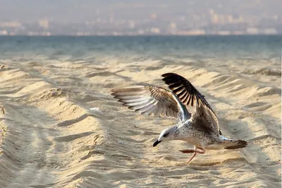 Птицы черного моря фото фото