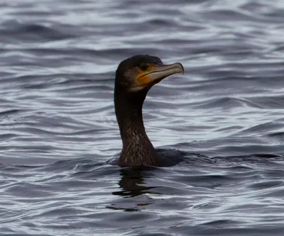 Водоплавающие птицы черного моря (34 фото) - красивые фото и картинки  pofoto.club