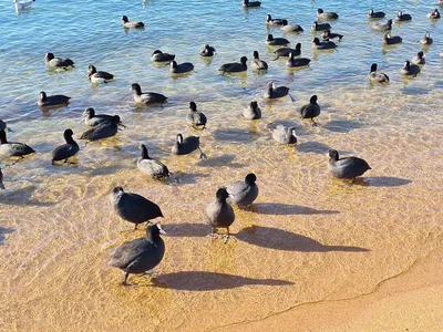 Птицы Чёрного моря - YouTube