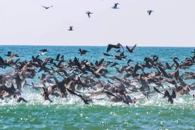 Водоплавающие птицы черного моря - 30 фото