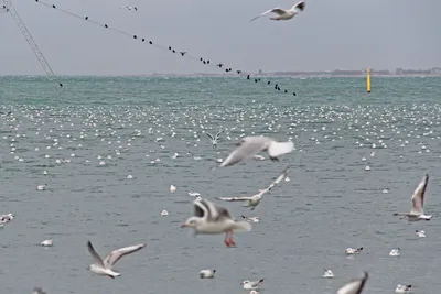 В нацпарк в Одесской области прибывают перелетные птицы (фото) | Новости  Одессы