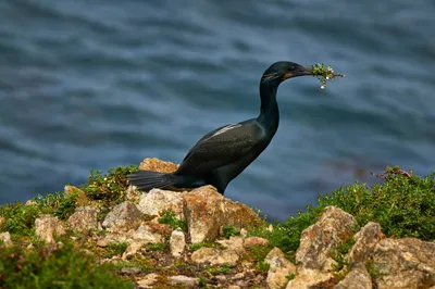 На побережье Черного моря уже месяц массово гибнут птицы и дельфины – Павел  Пашков