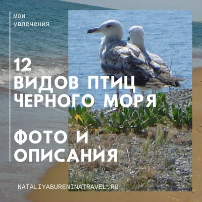 Черноморская чайка | Анапа Сити | Дзен