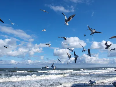 Птицы Черного и Азовского морей. Часть 1 - Черное море | Пикабу