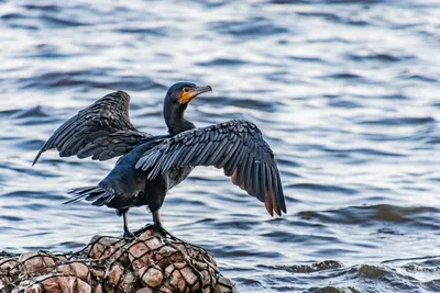 Птицы черного моря - 62 фото