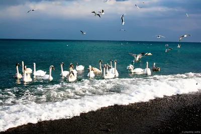 В Новороссийске впервые обнаружили птицу — морского песочника