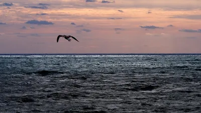 Подорвалось на плавучей морской мине». В Черном море повреждения получило  судно с зерном - Газета.Ru