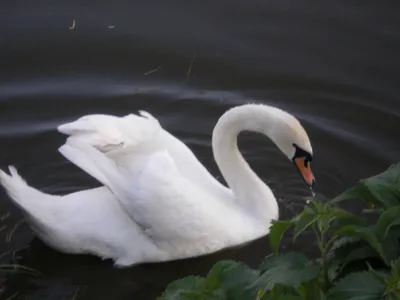 Голосеевский парк – в столице на озере провели учет птиц | Комментарии.Киев