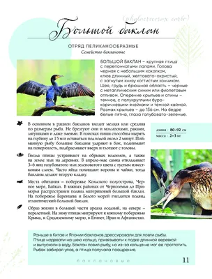 Птицы Белгородской области - фото с названиями, описания. Какие птицы  обитают в Белгородской области?