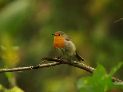 На Тамбовщине растёт численность редких птиц | события | ТАМБОВ | АиФ  Черноземье