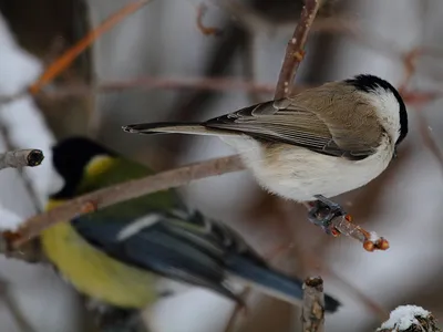 Птицы Чувашии. Весна - 2023 | ОБЩЕСТВО | АиФ Чебоксары